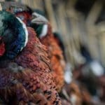 Hunting day in Slovakia