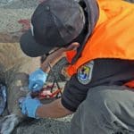 USFWS Midwest Region | Bio Tech Eric Tomasovic samples deer for Cronic Wasting Disease.