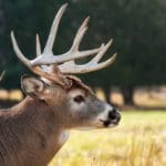 Whitetail Deer Buck During Rut