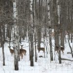 Whitetail Deer Hunting in Winter December Hunts