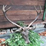 Slovakia Red Deer Hunting