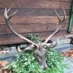 Slovakia Red Deer Hunting