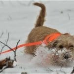 Hunting Rabbits with Basset Hounds