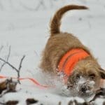 Hunting Rabbits with Basset Hounds