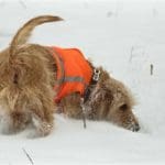 Hunting Rabbits with Basset Hounds