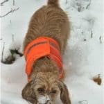 Hunting Rabbits with Basset Hounds