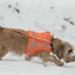 Hunting Rabbits with Basset Hounds