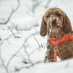 Hunting Rabbits with Basset Hounds