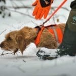 Hunting Rabbits with Basset Hounds