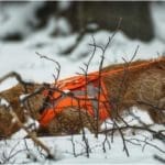 Hunting Rabbits with Basset Hounds