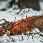 Hunting Rabbits with Basset Hounds