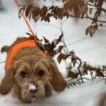 Hunting Rabbits with Basset Hounds