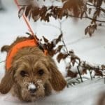 Hunting Rabbits with Basset Hounds