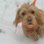 Hunting Rabbits with Basset Hounds