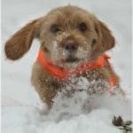 Hunting Rabbits with Basset Hounds