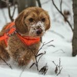 Hunting Rabbits with Basset Hounds