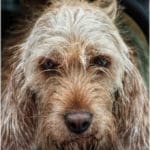 Hunting Rabbits with Basset Hounds