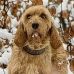 Hunting Rabbits with Basset Hounds