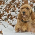 Hunting Rabbits with Basset Hounds