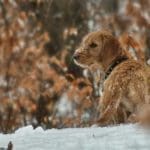 Hunting Rabbits with Basset Hounds