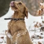 Hunting Rabbits with Basset Hounds