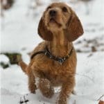 Hunting Rabbits with Basset Hounds