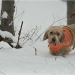 Hunting Rabbits with Basset Hounds