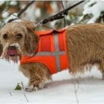 Hunting Rabbits with Basset Hounds