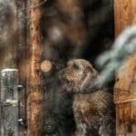 Hunting Rabbits with Basset Hounds