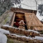 Hunting Rabbits with Basset Hounds