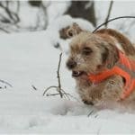 Hunting Rabbits with Basset Hounds