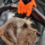 Hunting Rabbits with Basset Hounds
