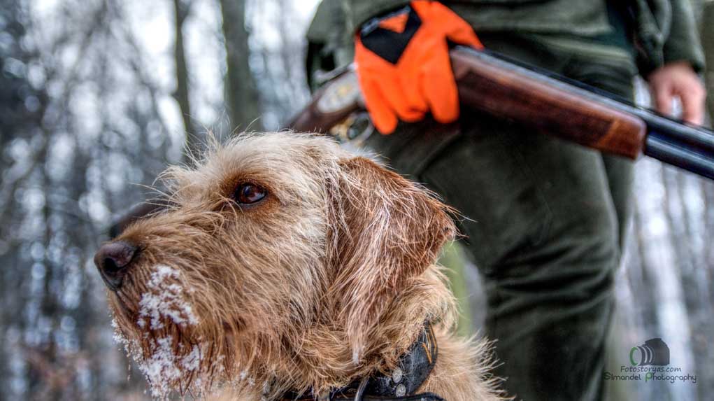 Basset Hound with Hunter