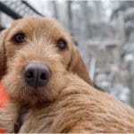 Hunting Rabbits with Basset Hounds
