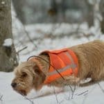 Hunting Rabbits with Basset Hounds