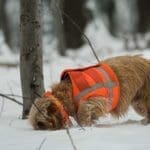 Hunting Rabbits with Basset Hounds