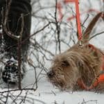 Hunting Rabbits with Basset Hounds