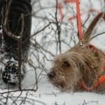 Hunting Rabbits with Basset Hounds
