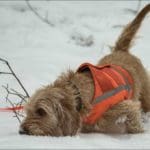 Hunting Rabbits with Basset Hounds