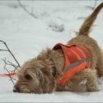 Hunting Rabbits with Basset Hounds
