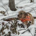 Hunting Rabbits with Basset Hounds