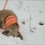 Hunting Rabbits with Basset Hounds