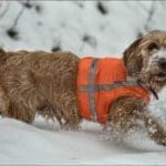 Hunting Rabbits with Basset Hounds