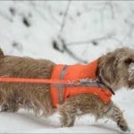Hunting Rabbits with Basset Hounds