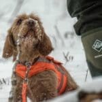 Hunting Rabbits with Basset Hounds