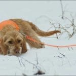 Hunting Rabbits with Basset Hounds