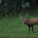 Slovakia Red Deer Hunting