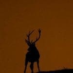 EXpedition Deer Rut 2018