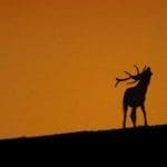 Slovakia Red Deer Hunting