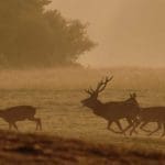 EXpedition Deer Rut 2018